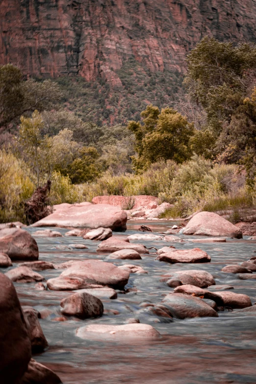 an animal standing on rocks by the river