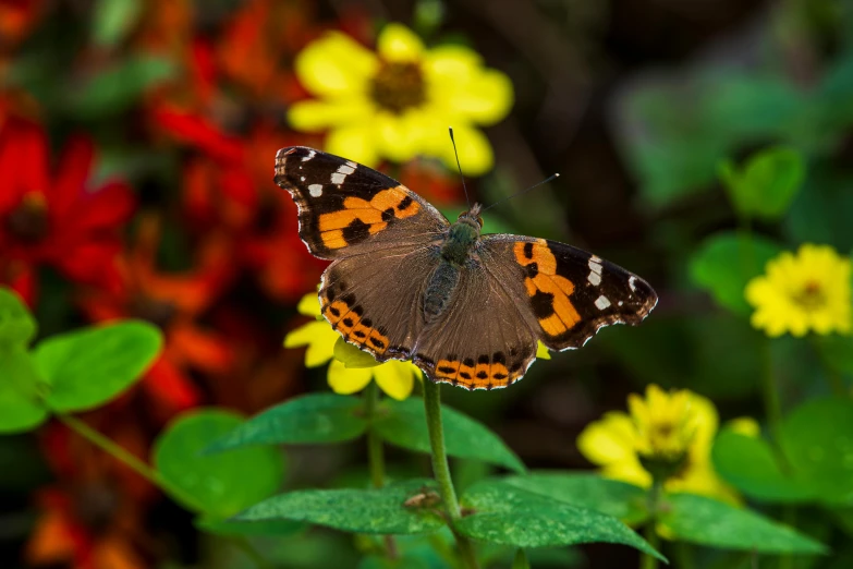 a erfly resting on a flower in a garden