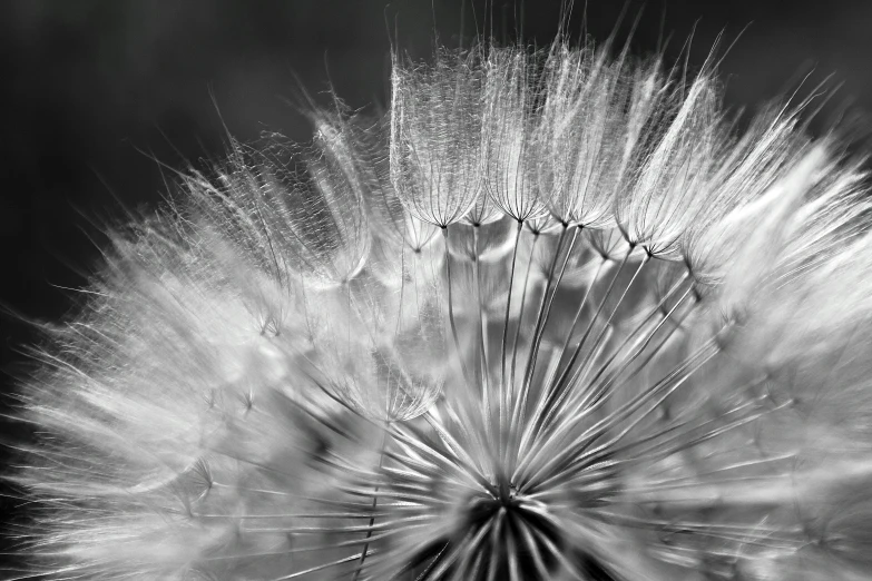 a white dandelion with multiple petals blowing in the wind