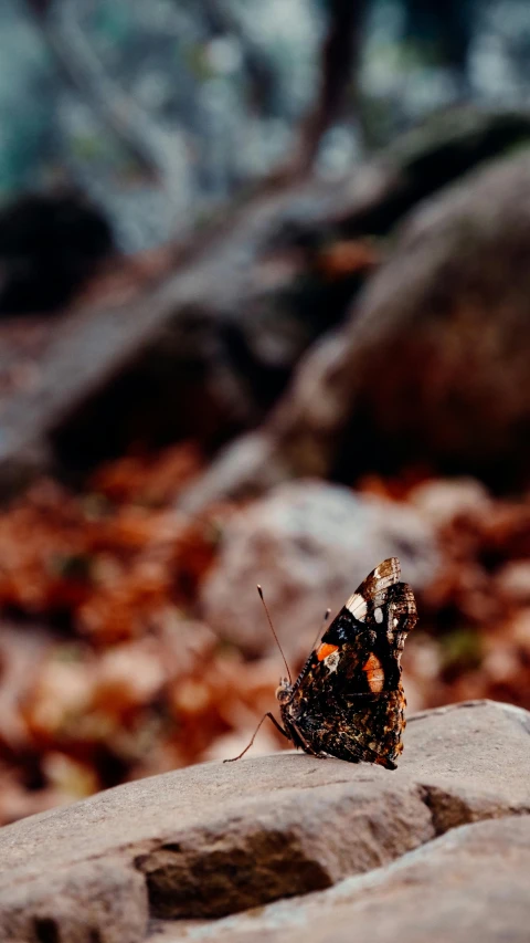 a large erfly perched on top of a rock