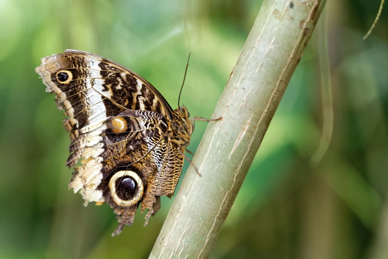 brown and white erfly on nch in natural habitat