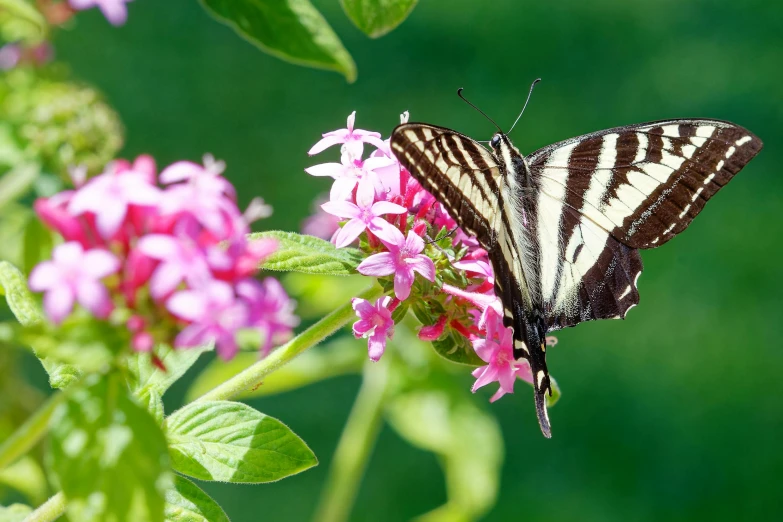 a striped erfly is resting on a pink flower