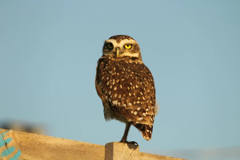 the owl is standing on a wood post