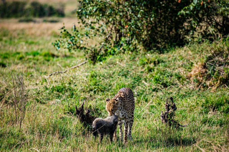 a mother cheetah and her cub standing on grass