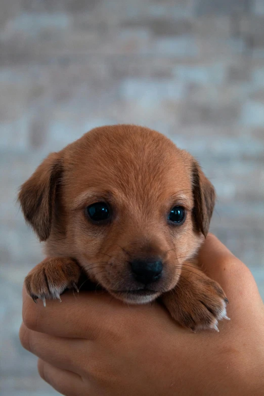 a brown and black puppy is sitting on his owner's arm