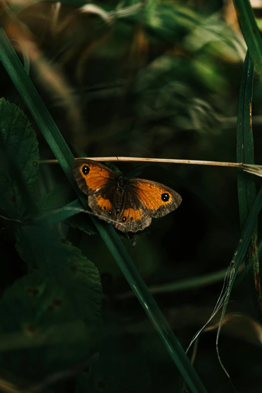 the brown erfly has just emerged from a blade of grass