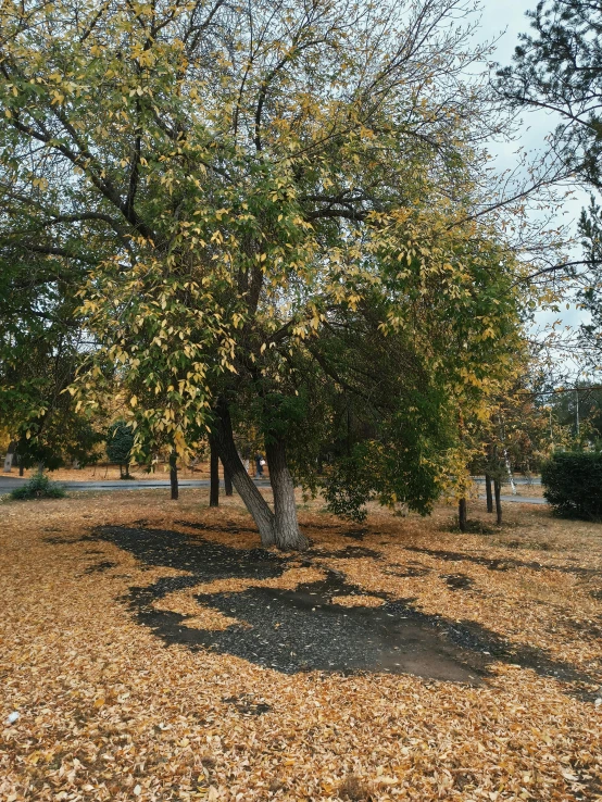 the dog is running through a leafy tree