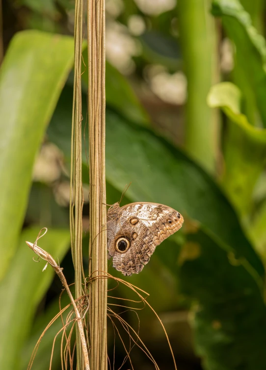 a erfly that is on a tall plant