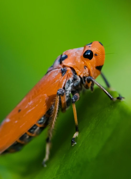 a orange bug on a green leaf