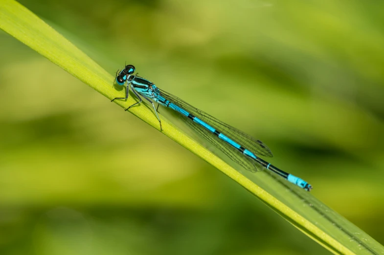 a dragon fly on a blade of grass