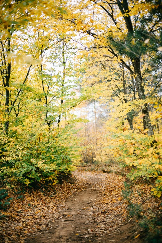 a small dirt road runs through the trees