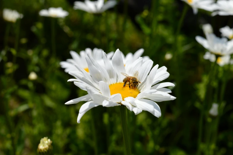 a bee is sitting on top of white flowers