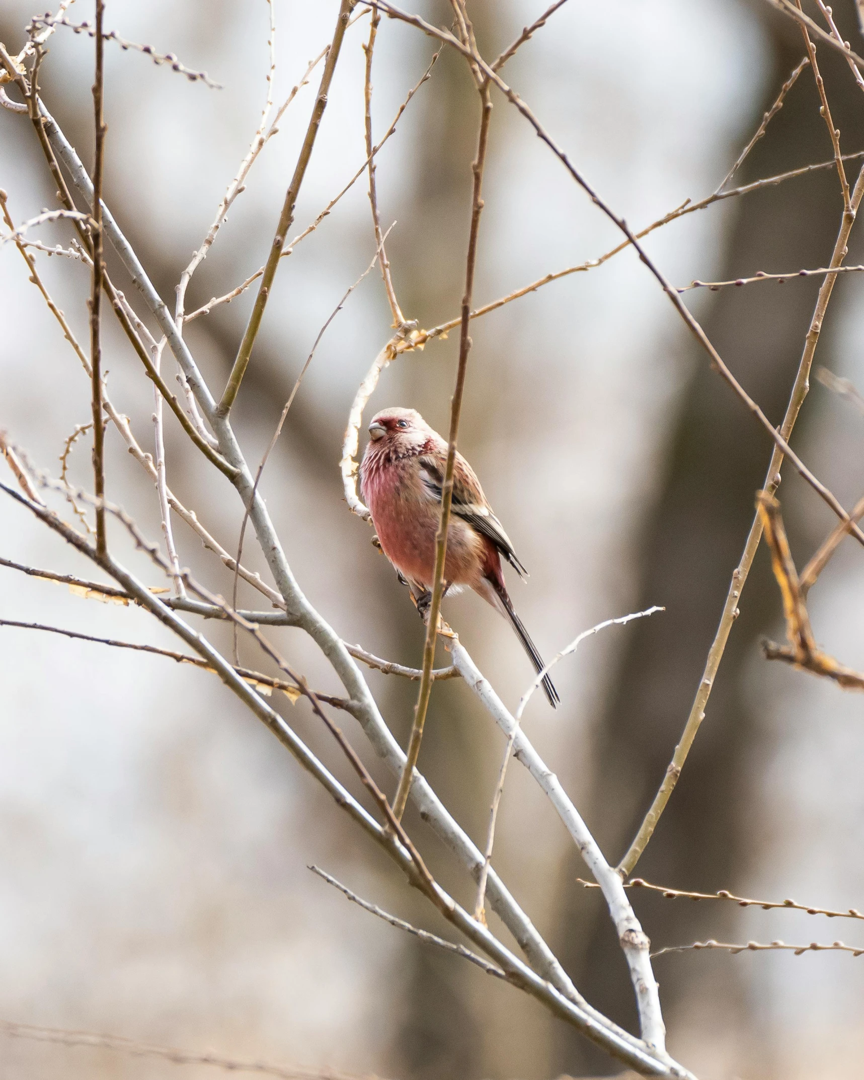 a small bird sits on the nch of a tree