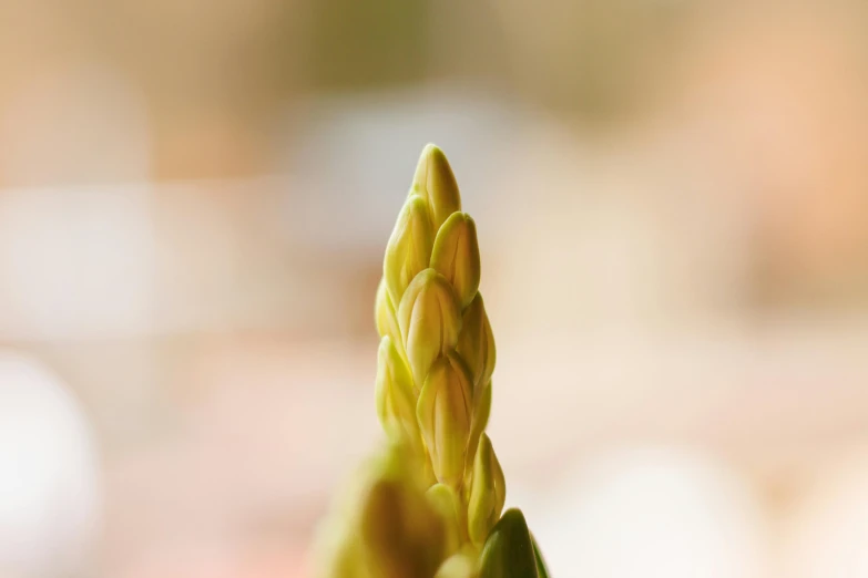 an up close s of green plants with small cones