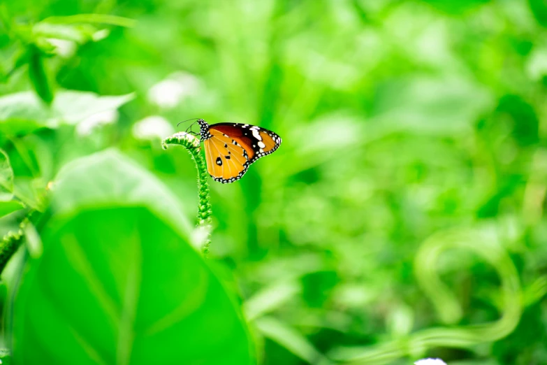 a erfly perched on a green leafy plant