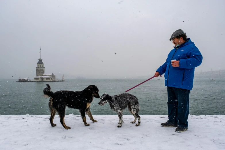 a man is holding the reins of three dogs