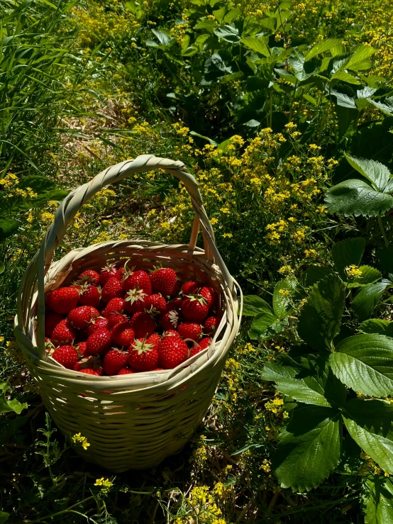 strawberries inside of a basket in the grass
