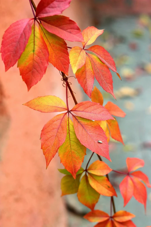 a close up of some leaves and a tree