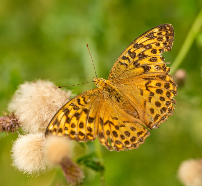 the bright yellow and black erfly is on the flowers