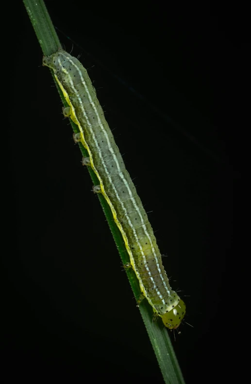 a caterpillar crawling on a green stalk