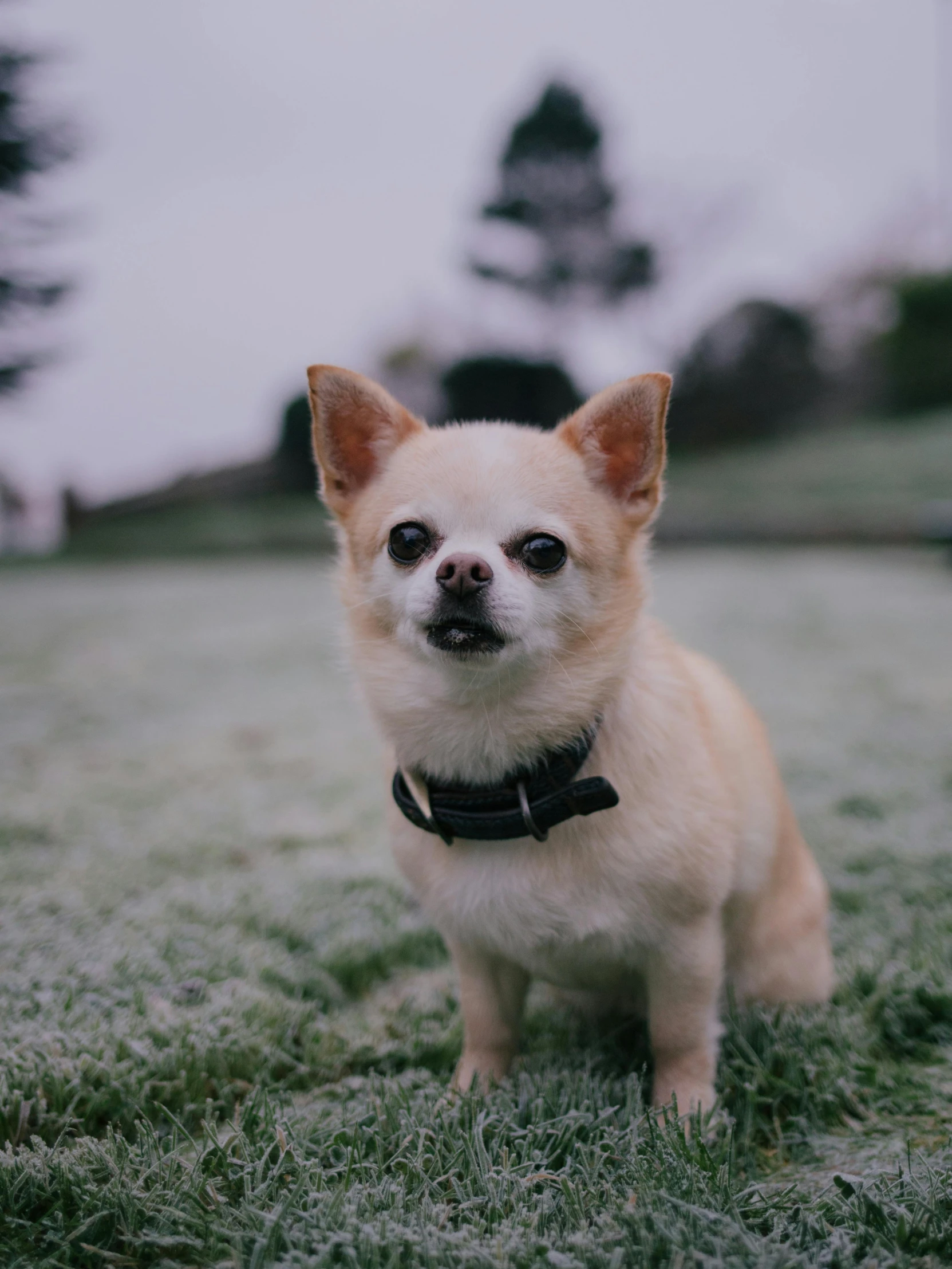 small chihuahua puppy sitting in the grass, looking straight ahead