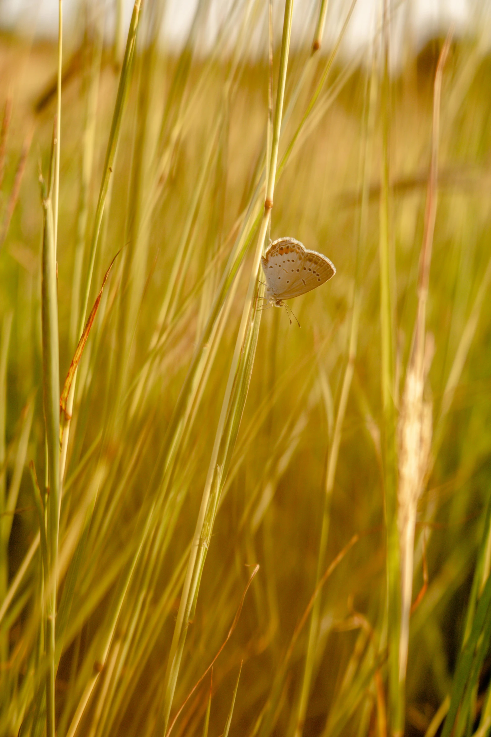small white object sits in the tall grass
