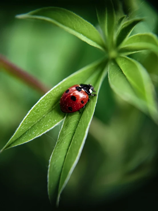 a lady bug is perched on top of the leaf