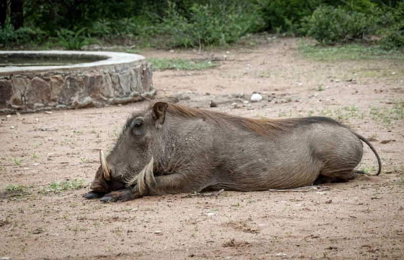 an animal laying down next to a stone water well