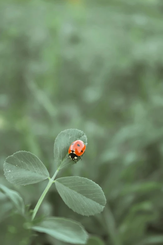 a ladybug on a green plant leaves with blurred background