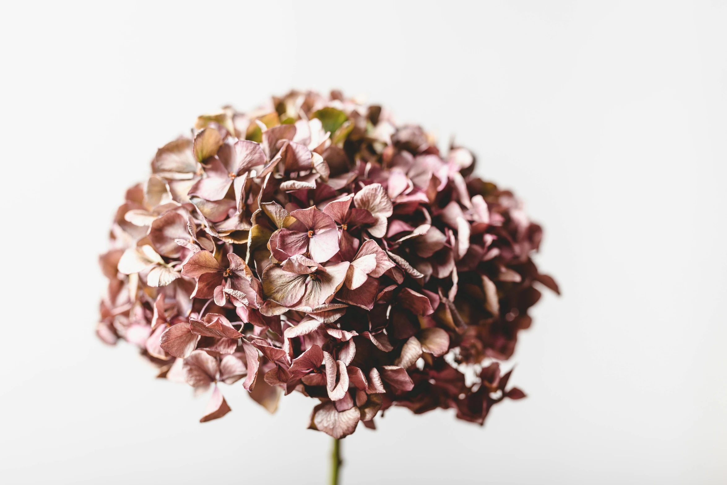 this is a bunch of dried flowers on a white table