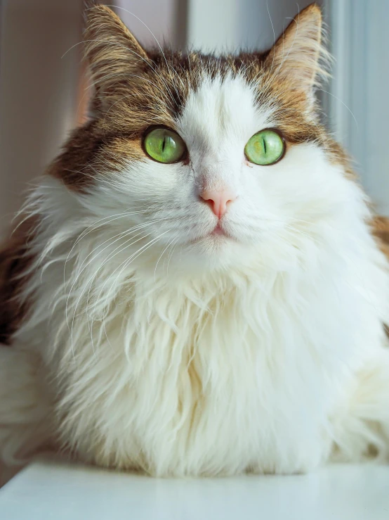 a cat with long fur staring off into the distance