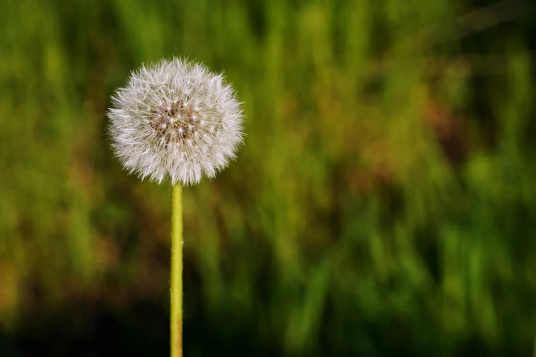 a dandelion blowing in the wind against a blurred background