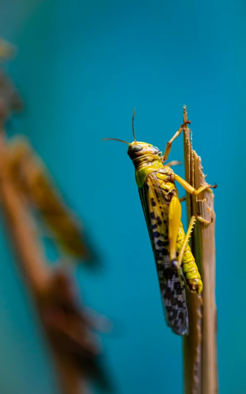 an insect with yellow and black stripes on its body is standing on a blade