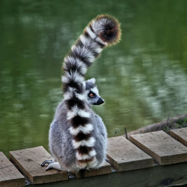 a very cute looking furry animal by the water
