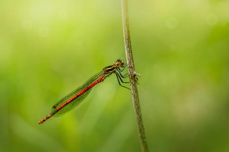 red dragonfly is sitting on a twig