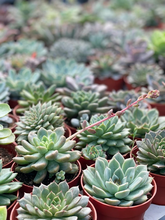 a group of green plants on display in pots