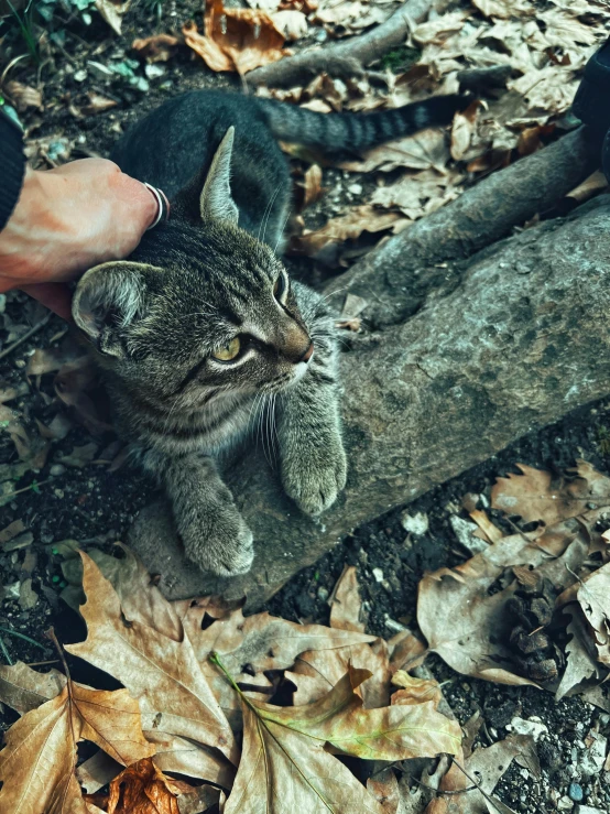 a cat sitting on the ground next to a person