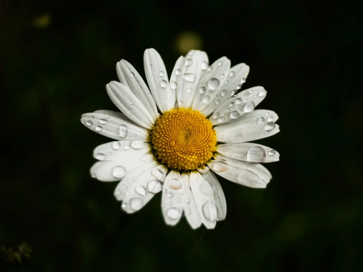 a flower with white and yellow petals with water droplets on it