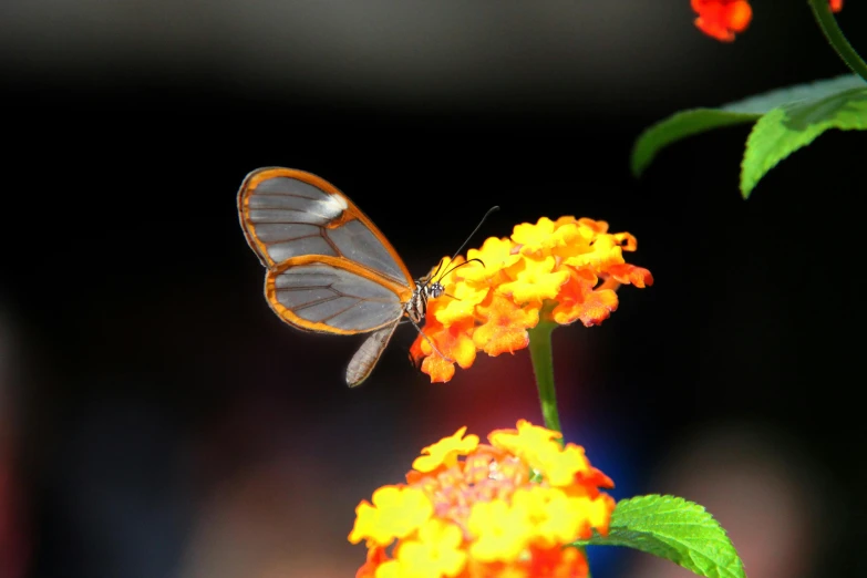 a large orange and grey erfly is standing on a yellow flower