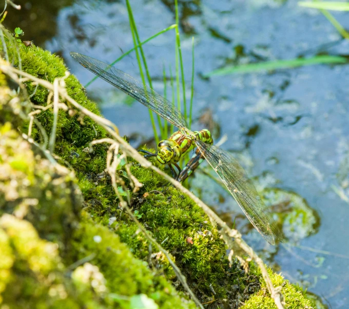 a insect is resting on some moss in the swamp