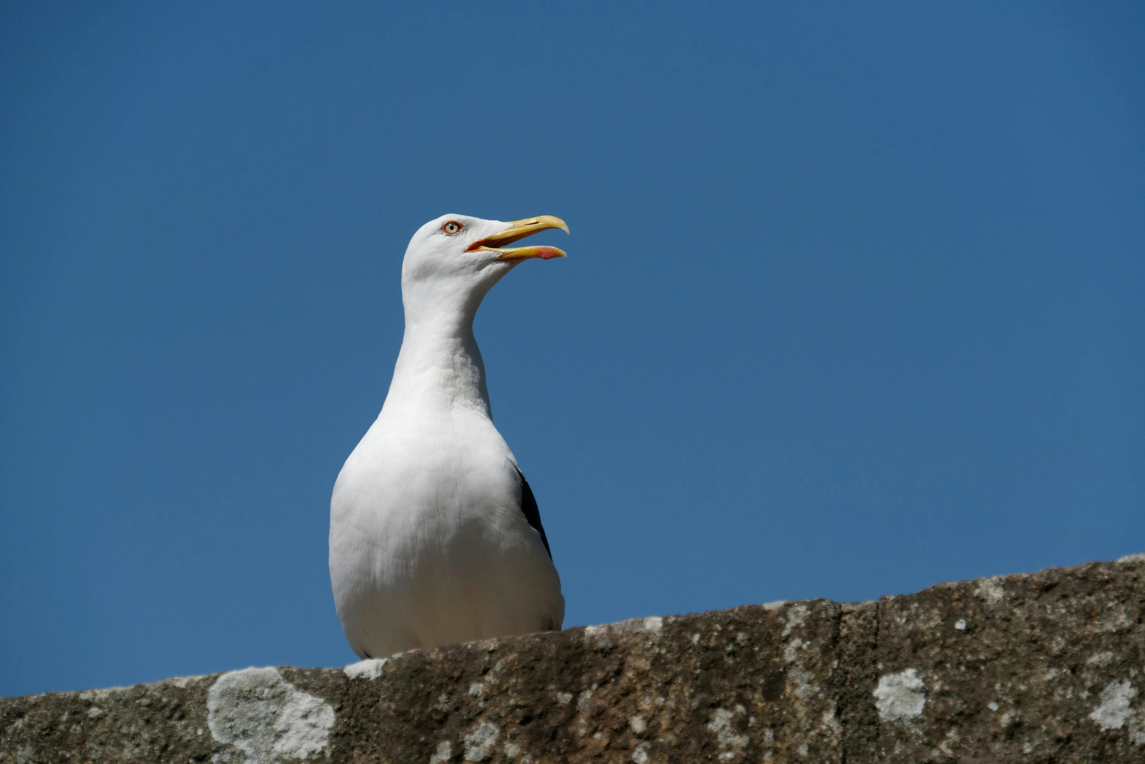 seagull standing on top of concrete wall under blue sky