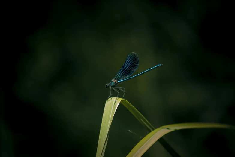 a large blue dragon flys on top of a blade