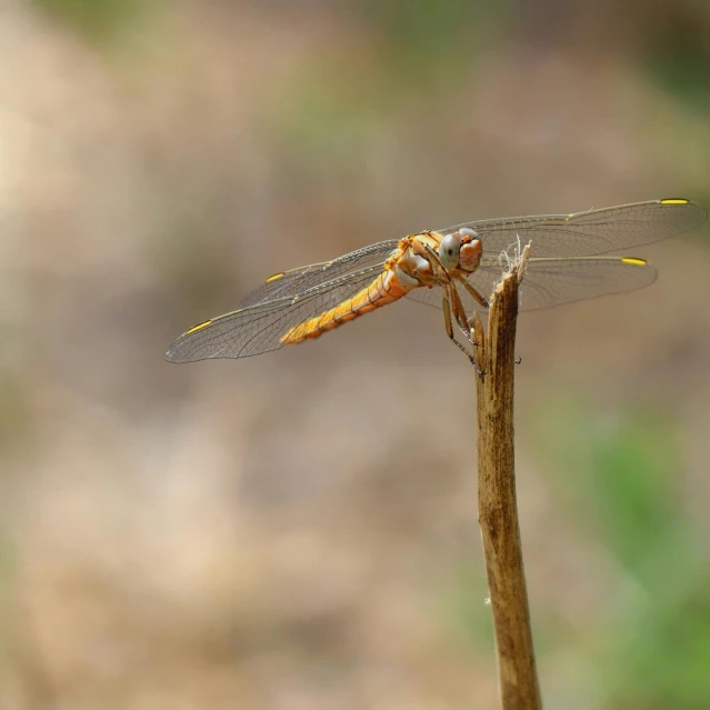 a dragonfly resting on top of a flower stem