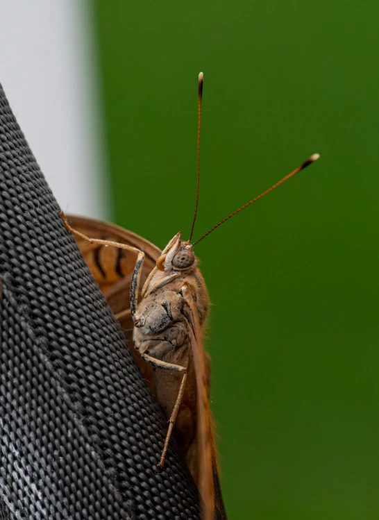 a close up view of a moth on top of a chair