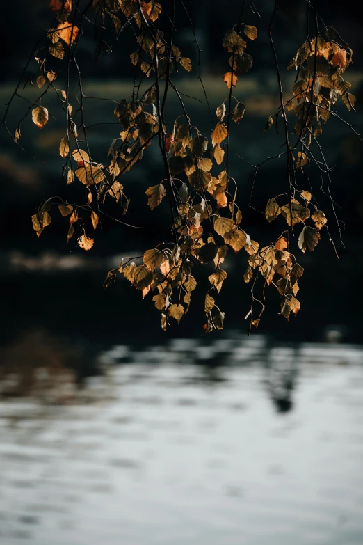 the nches of a tree over water and a bench