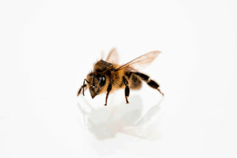 bee on white with reflection on its chest
