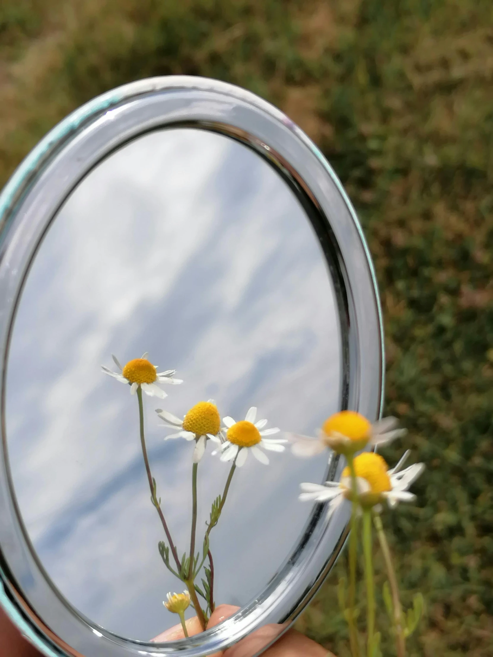 a mirror with daisies reflected on a table