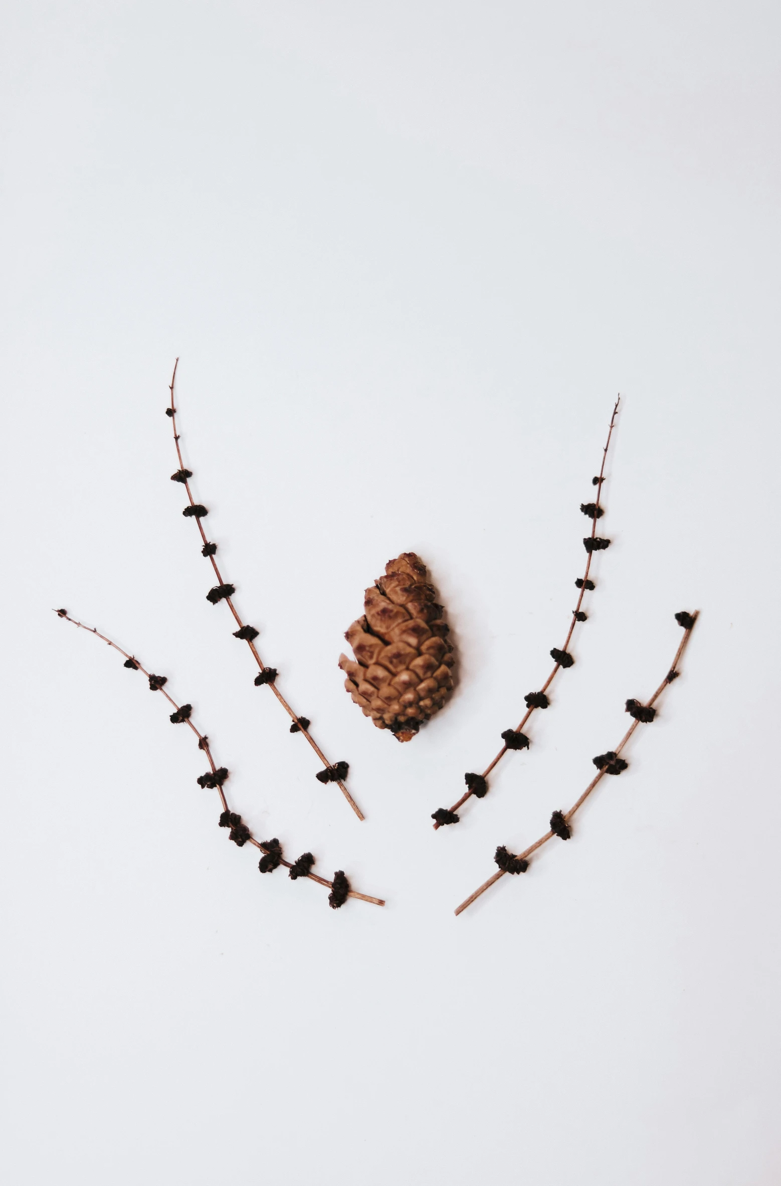 a pine cone sitting next to long sticks