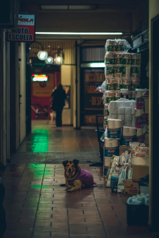 a dog sitting on the ground in front of a store
