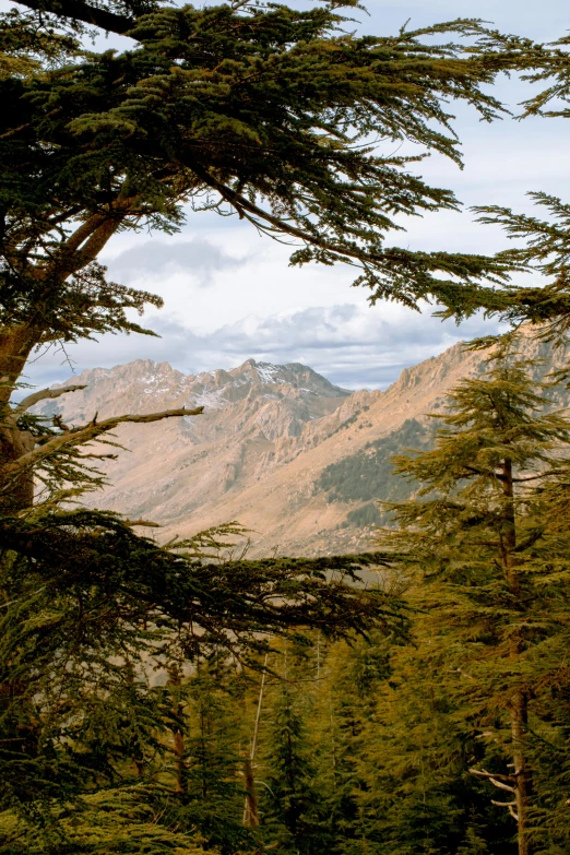 the mountains covered in trees are seen from under a tree